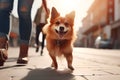 Woman walking with a dog in a city,closeup on dog, ai generative illustration