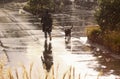 Woman walking the dog in rainy weather