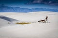 Woman Walking Dogs - White Sands National Monument Royalty Free Stock Photo