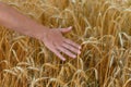 Woman walking through field and touches ripe wheat. Hand touching crops in field close up. Female farmer in a field of Royalty Free Stock Photo