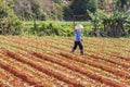 Woman walking on the field Royalty Free Stock Photo