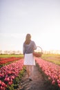 Woman walking with flowers in the basket on tulip field in spring. Royalty Free Stock Photo