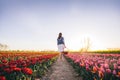 Woman walking with flowers in the basket on tulip field in spring. Royalty Free Stock Photo