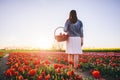 Woman walking with flowers in the basket on tulip field in spring. Royalty Free Stock Photo