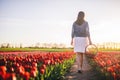 Woman walking with flowers in the basket on tulip field in spring. Royalty Free Stock Photo