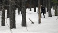 Woman walking in the forest with snow