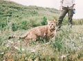 Woman walking with ginger cat on a leash on nature.