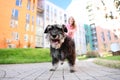 Woman walking her adorable Miniature Schnauzer dog Royalty Free Stock Photo