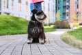 Woman walking her adorable Miniature Schnauzer dog Royalty Free Stock Photo