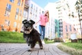 Woman walking her adorable Miniature Schnauzer dog Royalty Free Stock Photo