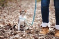Woman walking cat on a leash outdoors in nature Royalty Free Stock Photo