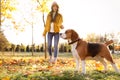 Woman walking her cute Beagle dog in autumn park Royalty Free Stock Photo