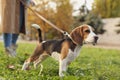 Woman walking her cute Beagle dog in park on autumn day Royalty Free Stock Photo