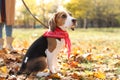 Woman walking her cute Beagle dog in park on autumn day Royalty Free Stock Photo