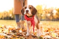 Woman walking her cute Beagle dog in park on autumn day Royalty Free Stock Photo