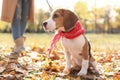 Woman walking her cute Beagle dog in park on autumn day Royalty Free Stock Photo