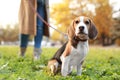 Woman walking her cute Beagle dog in park on autumn day Royalty Free Stock Photo