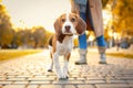 Woman walking her cute Beagle dog in park on autumn day Royalty Free Stock Photo