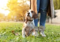 Woman walking her cute Beagle dog in park on autumn day Royalty Free Stock Photo