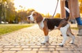 Woman walking her cute Beagle dog in park on autumn day Royalty Free Stock Photo