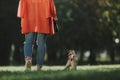 Woman is walking with her dog on grass Royalty Free Stock Photo