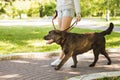 woman walking with her dog walkway park. High quality beautiful photo concept