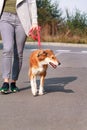 Woman walking with his Shetland sheepdog dog on leash, posing in front of camera. Portrait of lady, owner and Rough collie dog. Royalty Free Stock Photo