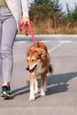 Woman walking with his Shetland sheepdog dog on leash, posing in front of camera. Portrait of lady, owner and Rough collie dog. Royalty Free Stock Photo