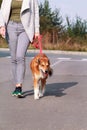 Woman walking with his Shetland sheepdog dog on leash, posing in front of camera. Portrait of lady, owner and Rough collie dog. Royalty Free Stock Photo