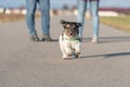 Woman is walking with a little disobedient Jack Russell Terrier dog on a tar road. Dog is running away Royalty Free Stock Photo