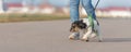 Woman is walking with a small disobedient Jack Russell Terrier dog on a tar road