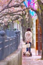 Woman walking Ooka River promenade of cherry blossoms in full bloom