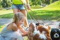 Woman walking a pack of small dogs Cavalier King Charles Spaniel in park. Professional dog walker service.