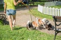 Woman walking a pack of small dogs Cavalier King Charles Spaniel in park. Professional dog walker service.