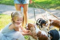 Woman walking a pack of small dogs Cavalier King Charles Spaniel in park. Professional dog walker service.