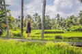 Woman walking in the rice field Bali Royalty Free Stock Photo