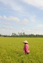 A woman walking on rice field in Thap, southern Vietnam Royalty Free Stock Photo