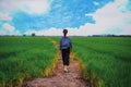 Woman walking on rice field green grass and blue sky. Royalty Free Stock Photo