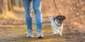 Woman is walking with a small cute obedient Jack Russell Terrier dog in the autumn forest