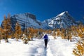 Woman walking snowshoeing in Canadian Rocky Mountains among golden larch trees. Royalty Free Stock Photo