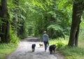 Woman walking with three dogs on dirty country road