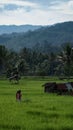 Woman walking trough paddy fields