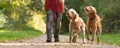 Woman is walking with two lovely Hungarian Magyar Vizsla dogs Royalty Free Stock Photo