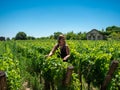 Woman walking among Vineyard landscape near Saint Emilion region Bordeaux France Royalty Free Stock Photo