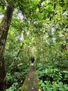Woman walking on a walkway in Danum Valley Jungle in Lahad Datu Royalty Free Stock Photo