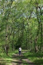 Woman walking on woodland footpath in Spring Royalty Free Stock Photo