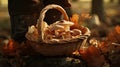 A woman walks through the autumn forest with mushrooms in a wicker basket. Picking mushrooms in the forest in autumn Royalty Free Stock Photo