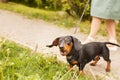 Woman walks with the dog on a leash in the park . dachshund are barking near a woman`s feet