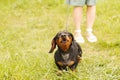 woman walks with the dog on a leash in the park . dachshund are barking near a woman& x27;s feet