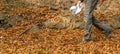 A woman walks on a forest path through autumnal beech leaves